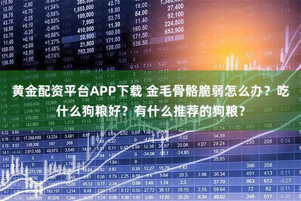 黄金配资平台APP下载 金毛骨骼脆弱怎么办?吃什么狗粮好?有什么推荐的狗粮?